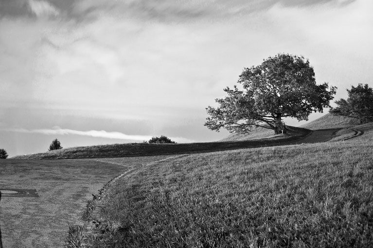 Schwarz/weiß Aufnahme Baum auf einer Weide